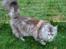 Maine Coon (Thor) Amistia Glowing Silver