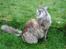 Maine Coon (Thor) Amistia Glowing Silver