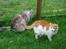 Maine Coon (Thor) Amistia Glowing Silver