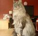 Maine Coon Cocco