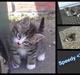 Huskat Speedy