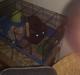 Devon Rex aquila 