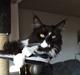 Maine Coon Amistia Romeo The Great