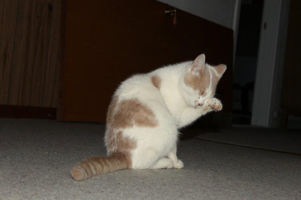 Huskat Bertram - Nyere billeder af Berstram:) billede 4