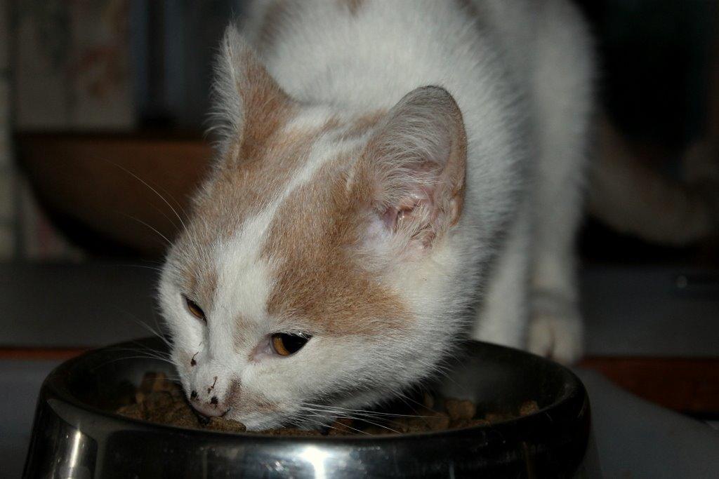 Huskat Bertram billede 18