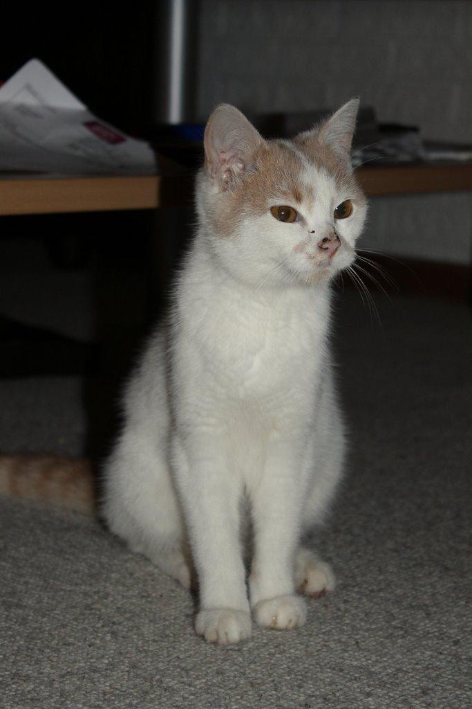 Huskat Bertram billede 17