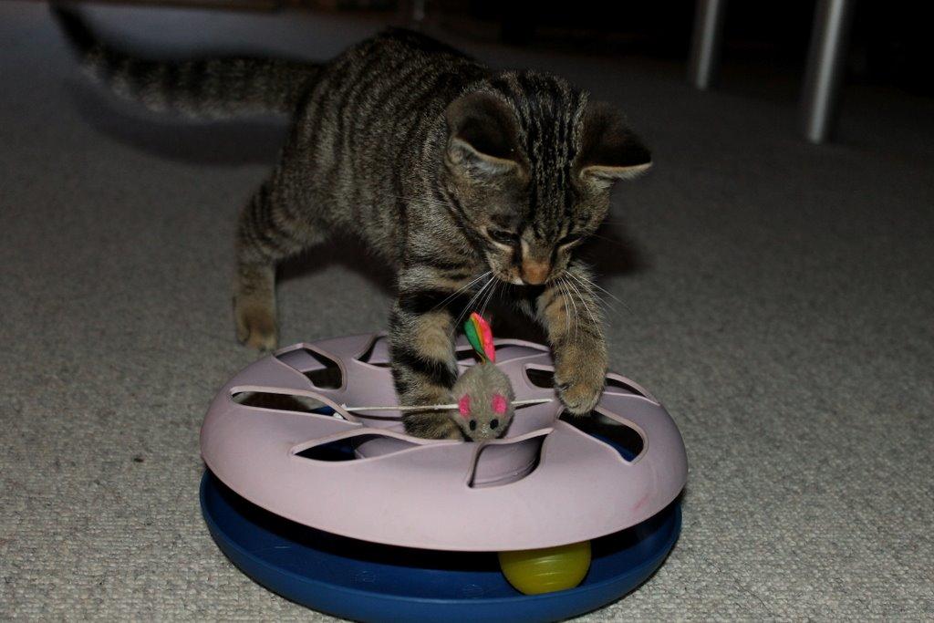 Huskat Findus billede 2