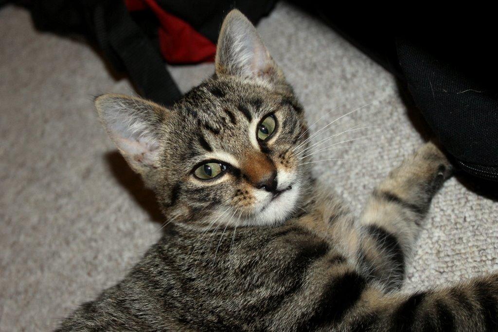 Huskat Findus - Filursen <3 billede 1