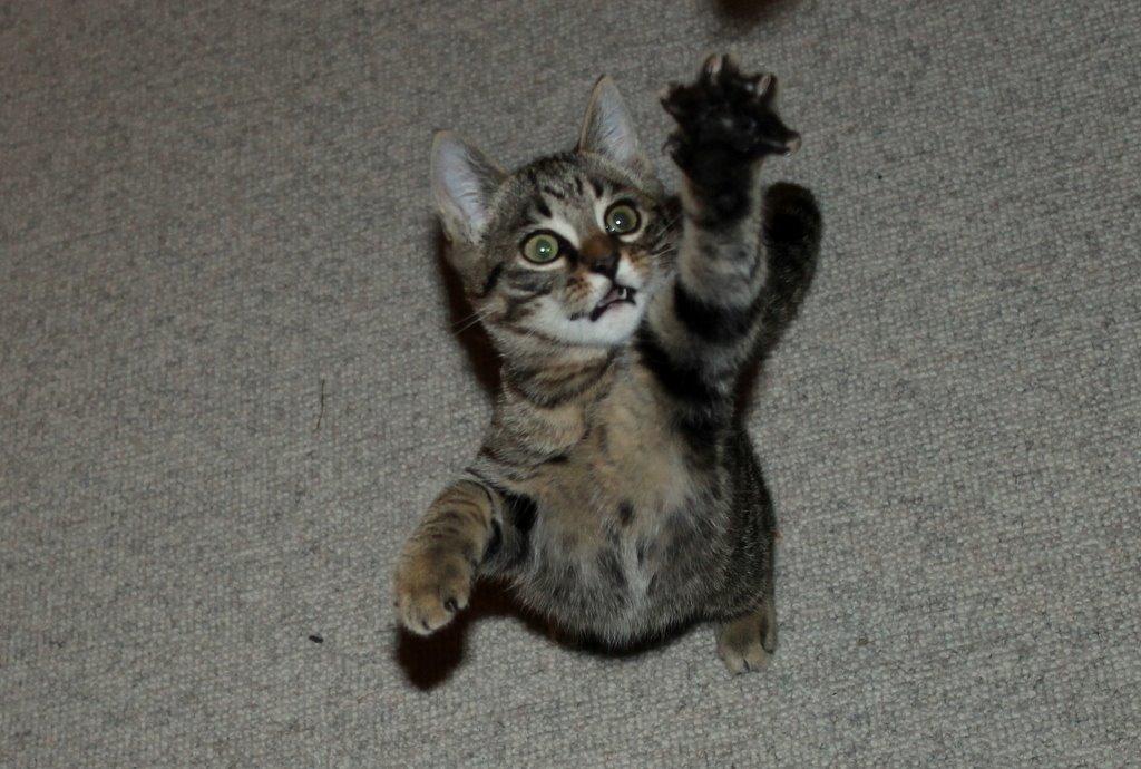 Huskat Findus billede 4