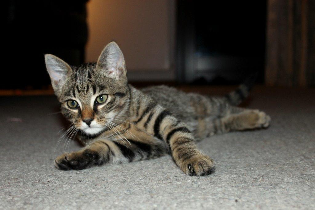 Huskat Findus billede 5