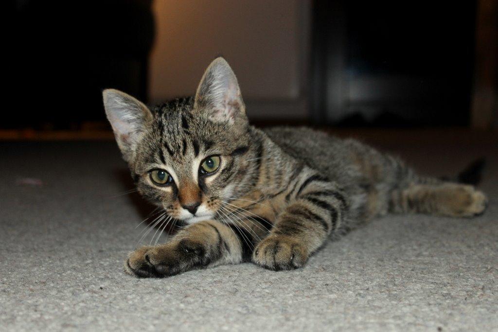 Huskat Findus billede 6