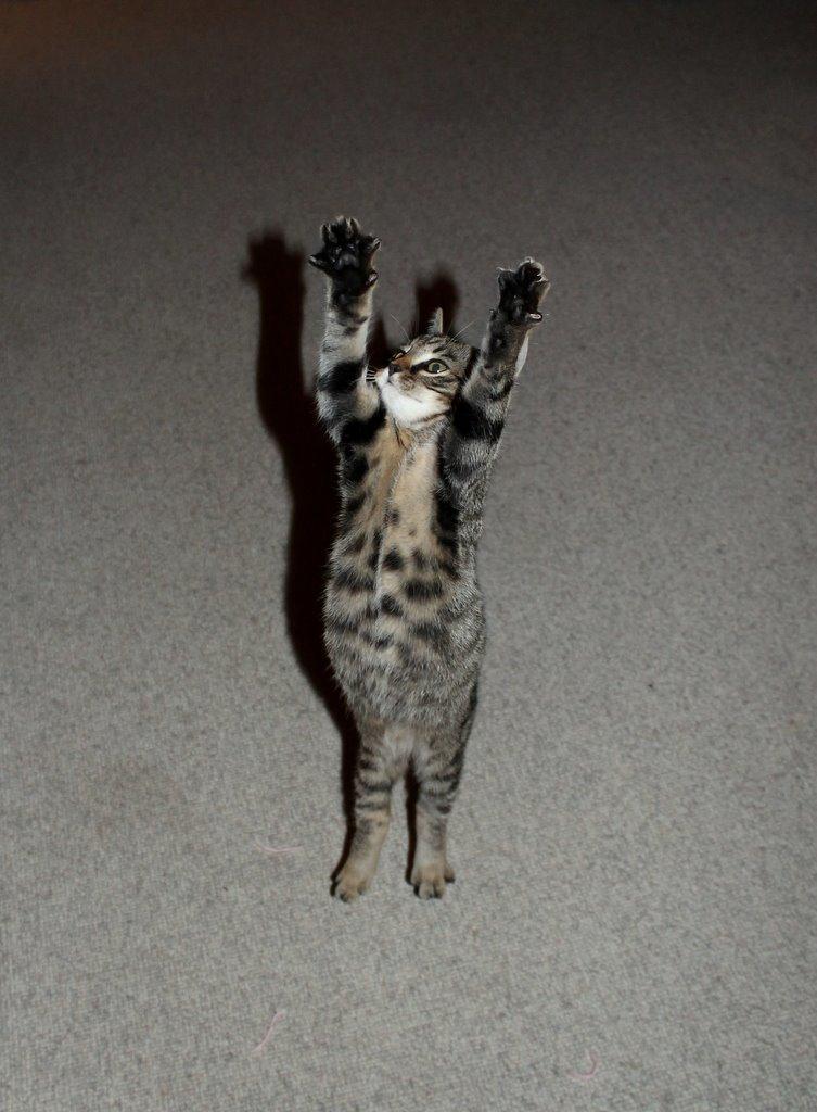 Huskat Findus billede 7