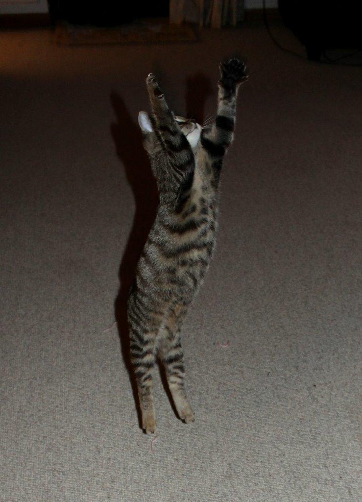 Huskat Findus billede 8