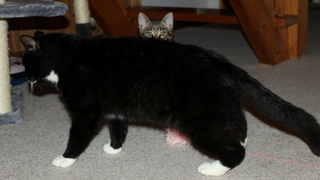 Huskat Findus - Filursen kigger lige op over Gilbert ;)  billede 9