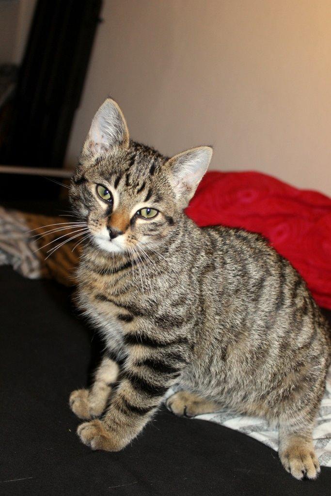 Huskat Findus billede 3