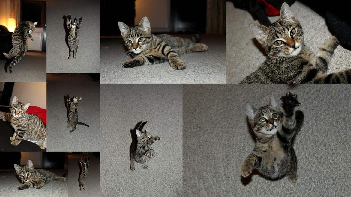 Huskat Findus billede 10