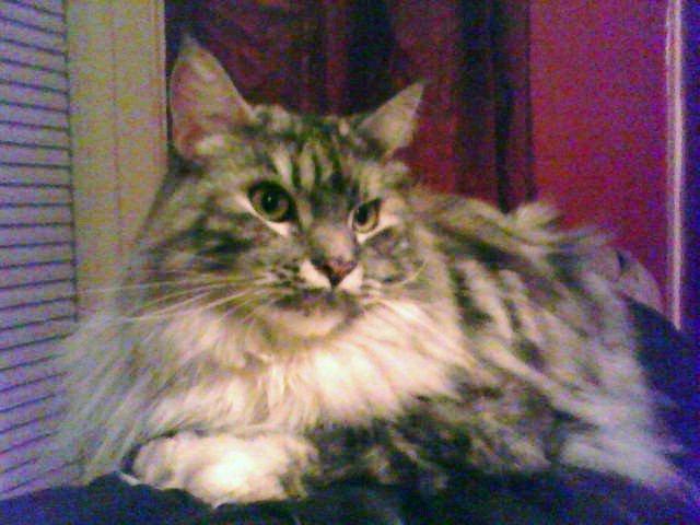 Maine Coon Cocco billede 3