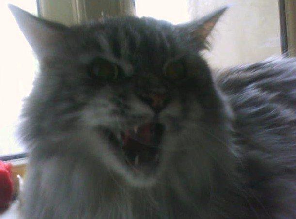 Maine Coon Cocco billede 5