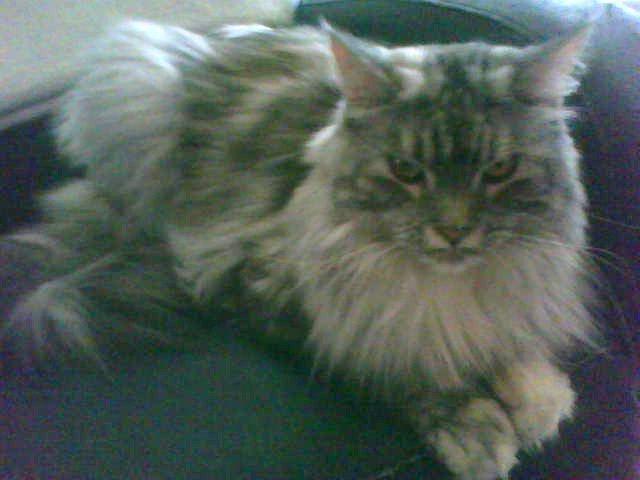 Maine Coon Cocco billede 4