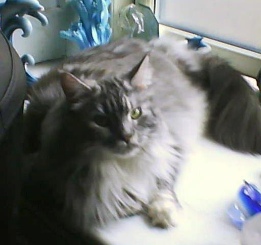 Maine Coon Cocco billede 7