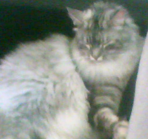 Maine Coon Cocco billede 9