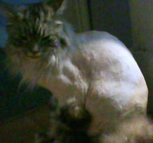 Maine Coon Cocco billede 10