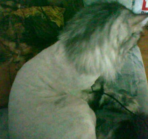 Maine Coon Cocco billede 11