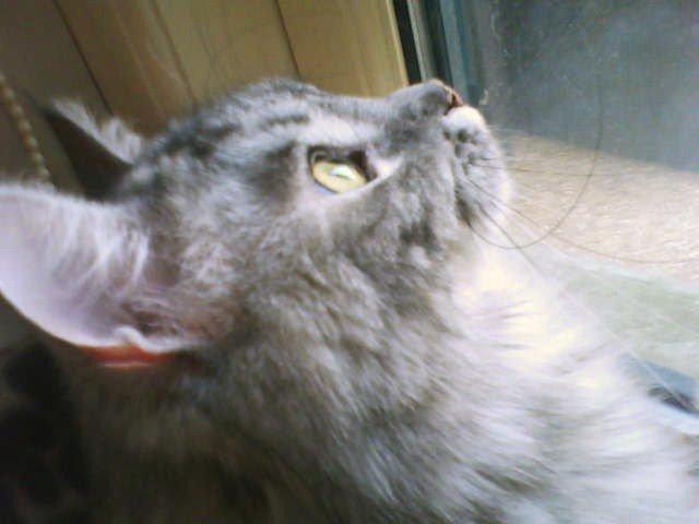 Maine Coon Cocco billede 6