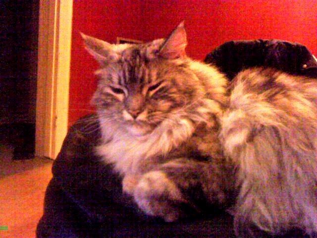 Maine Coon Cocco billede 12