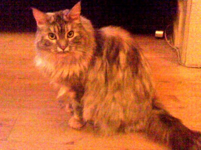 Maine Coon Cocco billede 22