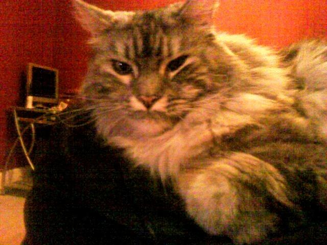 Maine Coon Cocco billede 24