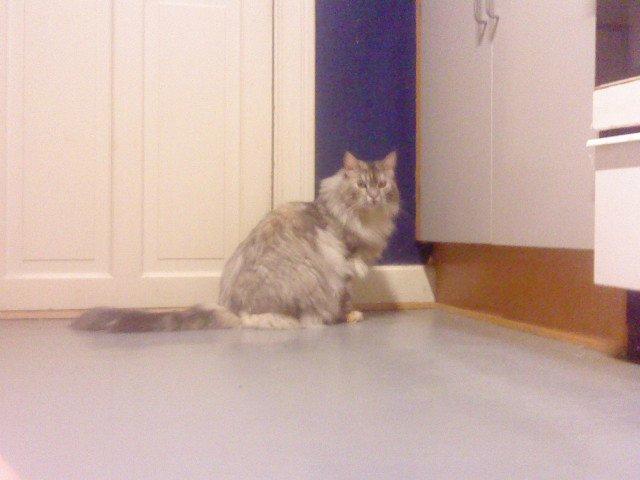 Maine Coon Cocco billede 26