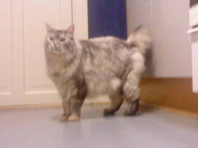 Maine Coon Cocco billede 27