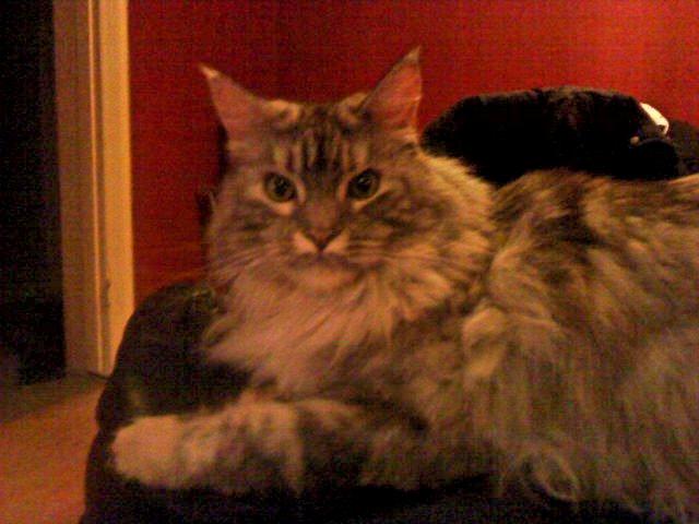 Maine Coon Cocco billede 13