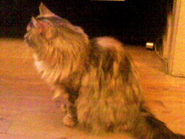 Maine Coon Cocco billede 23