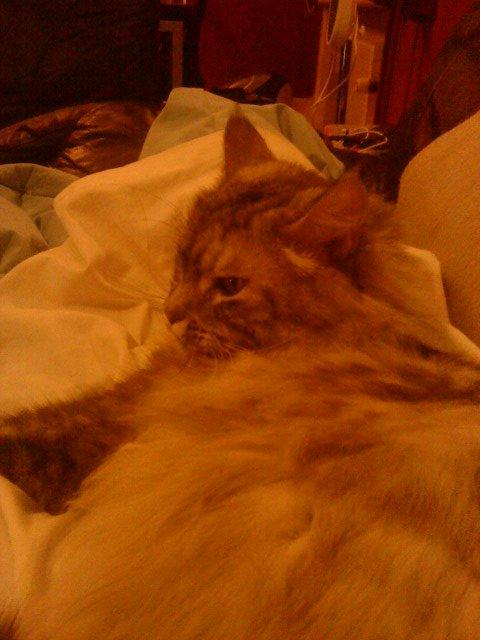 Maine Coon Cocco billede 29