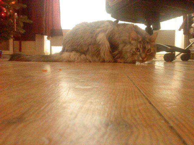 Maine Coon Cocco billede 34