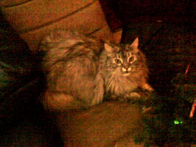 Maine Coon Cocco billede 28