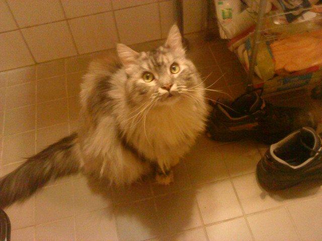 Maine Coon Cocco billede 30