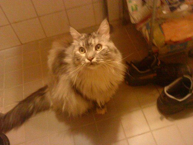 Maine Coon Cocco billede 31