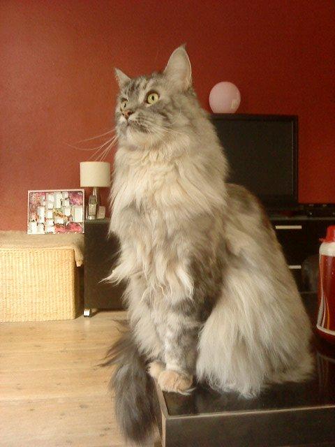 Maine Coon Cocco billede 1