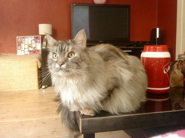 Maine Coon Cocco billede 15