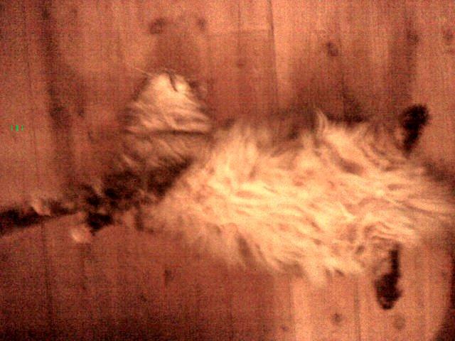 Maine Coon Cocco billede 40