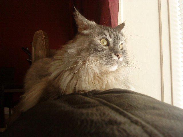 Maine Coon Cocco billede 18