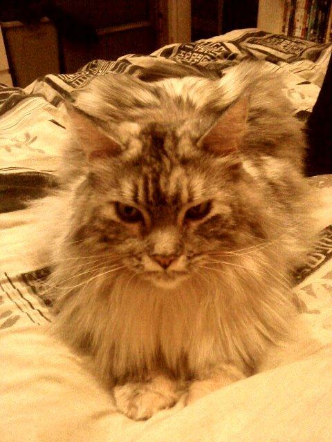 Maine Coon Cocco billede 21