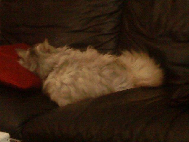 Maine Coon Cocco billede 37