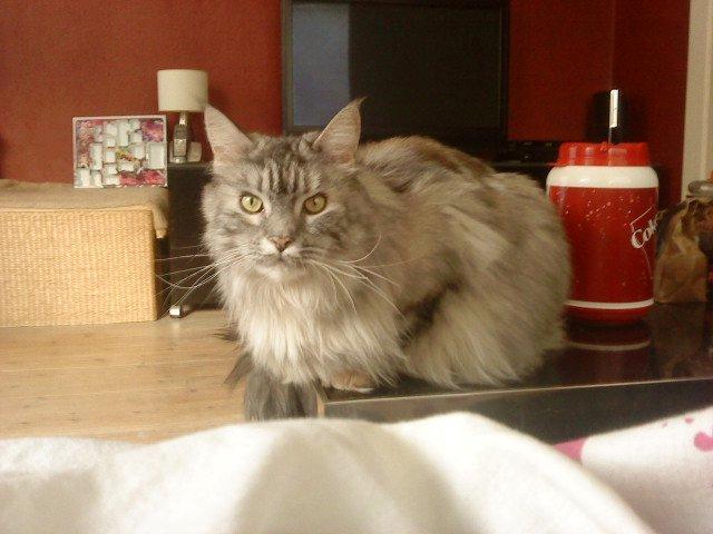Maine Coon Cocco billede 16