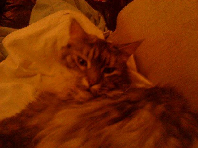 Maine Coon Cocco billede 38