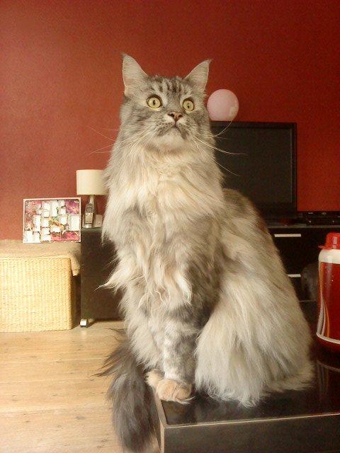 Maine Coon Cocco billede 8