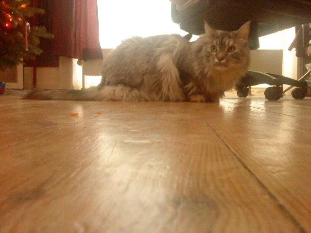 Maine Coon Cocco billede 32